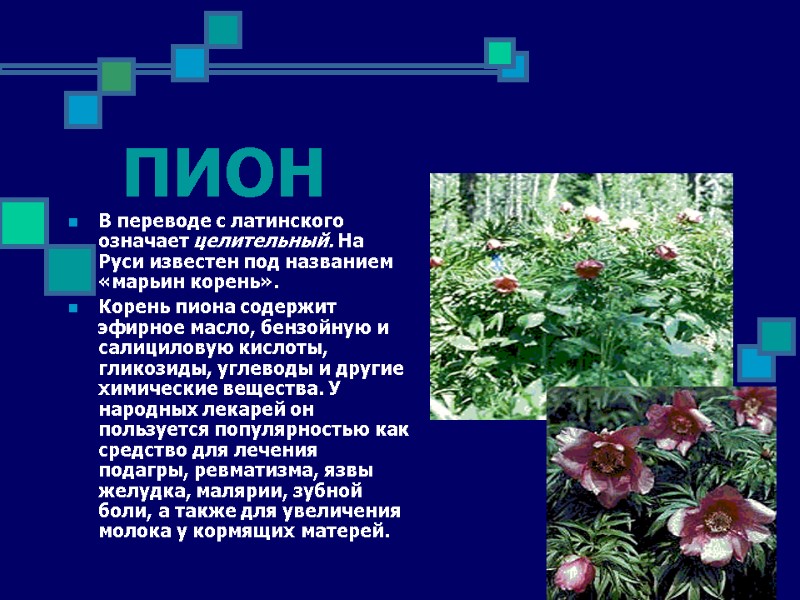 ПИОН В переводе с латинского означает целительный. На Руси известен под названием «марьин корень».